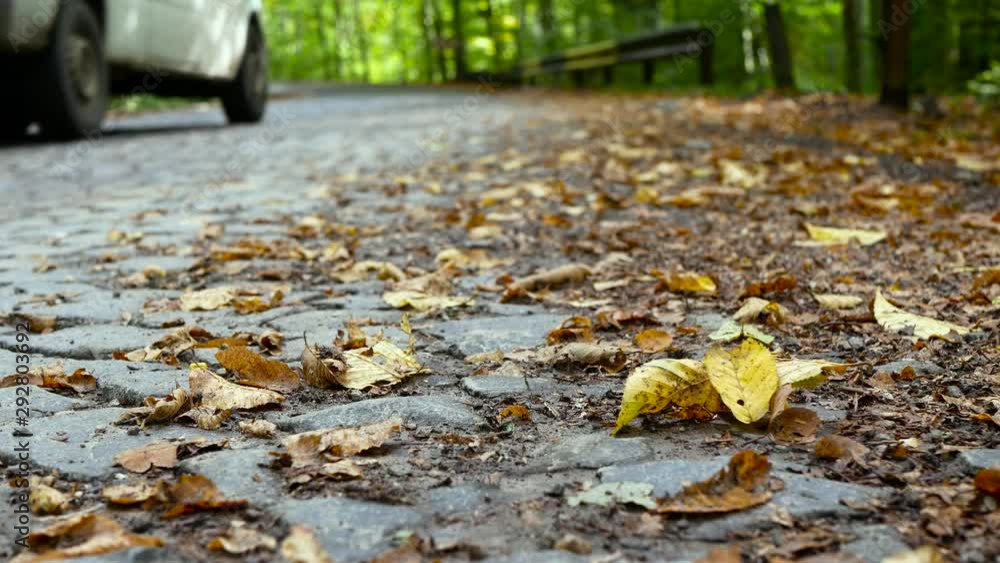 Cobblestone road at early autumn in the deciduous woods, passing cars in the background, focus on the yellow beech leaves. Cobblestone road at early autumn in the deciduous woods, passing cars in the background, focus on the yellow beech leaves.