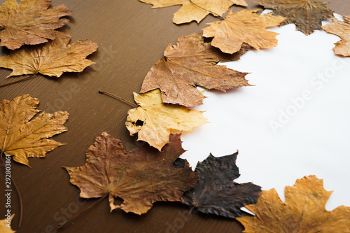 Dried dry maple leaves on wooden background. Autumn background, fall, thanksgiving day concept. Flat lay, top view with copy space. © Evgenii Starkov