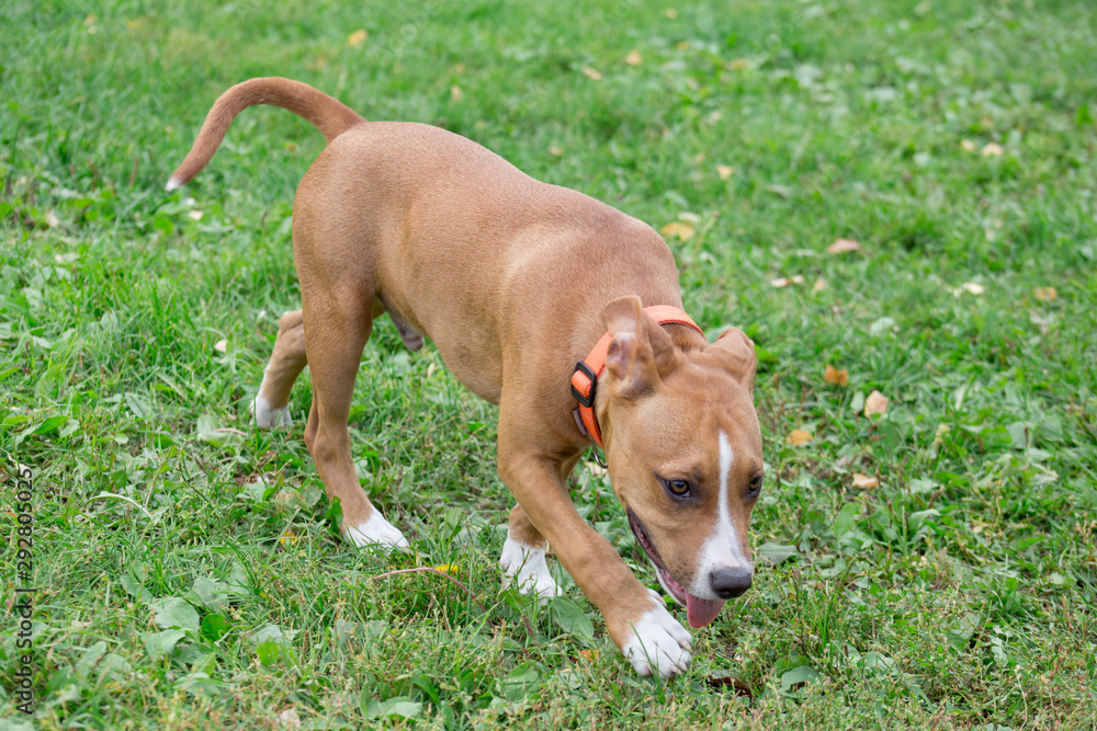 American staffordshire terrier puppy is walking on the green grass in the park. Pet animals. Two month old.
