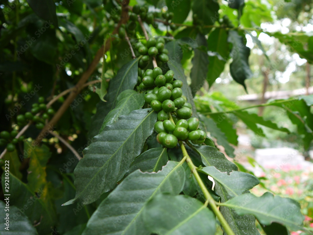 green coffee green coffee