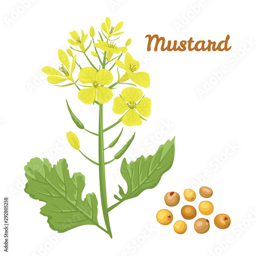 Mustard. Flower and seeds. Vector illustration in flat style isolated on white. 