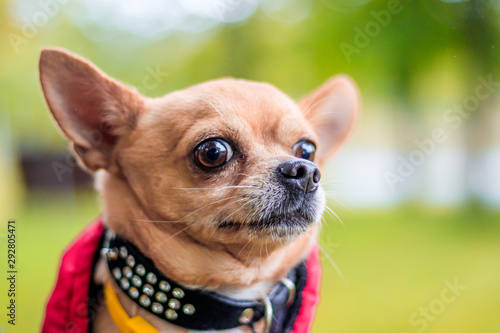 Chihuahua dog on a walk in the park. A small dog. Bright dog. Light color. Home pet. © alenka2194