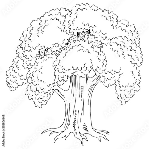 Old oak tree graphic black white isolated sketch illustration vector