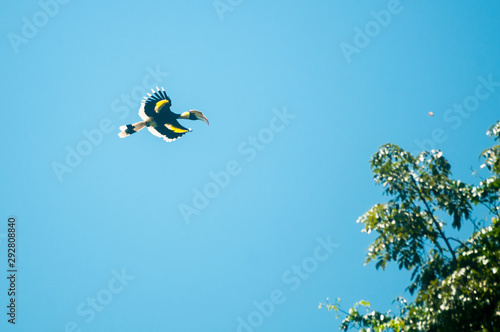 Great hornbill at Khao Yai national park photo