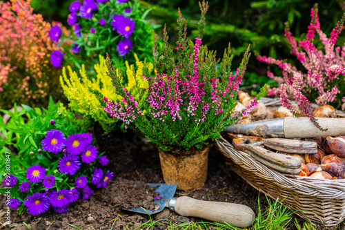 Heathers and autumn seedlings for planting in the garden. 