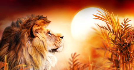 Foto auf Leinwand Löwe Afrikanischer Löwe und Sonnenuntergang in Afrika. Savannenlandschaft mit Palmen, König der Tiere. Spektakuläres warmes Sonnenlicht, dramatischer roter bewölkter Himmel. Porträt des träumenden Löwen des Stolzes in der Savanne, die uns freut.  © julia_arda