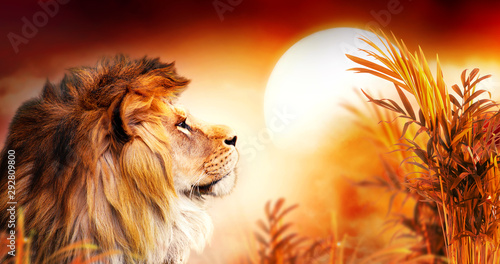 African lion and sunset in Africa. Savannah landscape with palm trees, king of animals. Spectacular warm sun light, dramatic red cloudy sky. Portrait of pride dreaming leo in savanna looking forward. © julia_arda