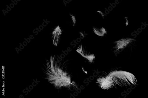 Fototapeta Naklejka Na Ścianę i Meble -  Beautiful group white feather floating in air isolated on black background