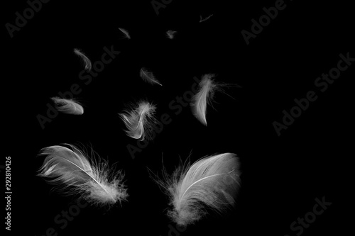 Beautiful group white feather floating in air isolated on black background