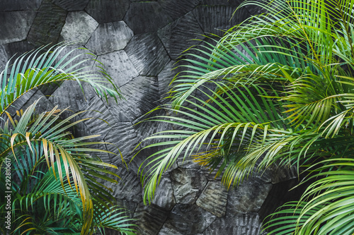 Dark grey concrete stone wall background with green tropical palm leaves. Jungle texture with empty space