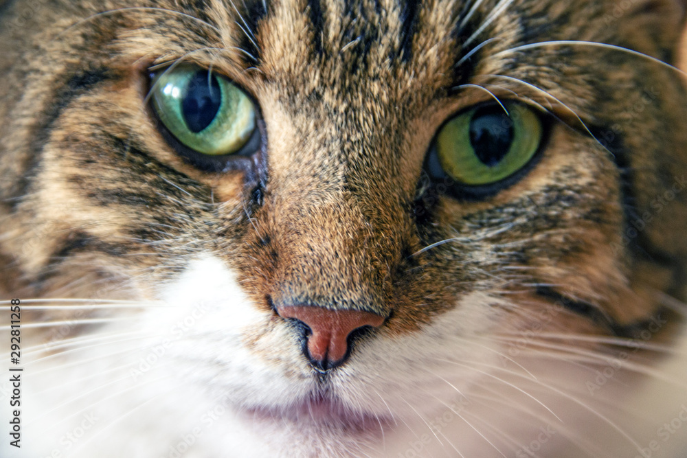 Face of furry healthy cat Portrait of lazy domestic cat with green eyes and multicolored fur looking at camera