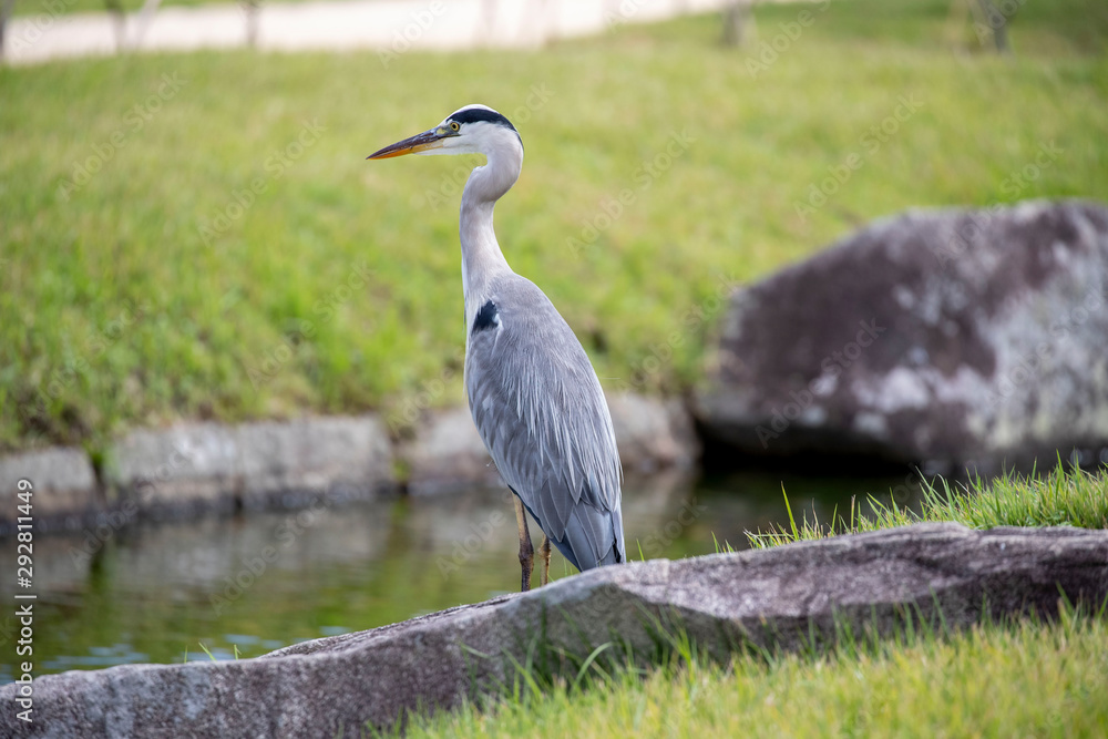 Fototapeta premium Egrets in the park
