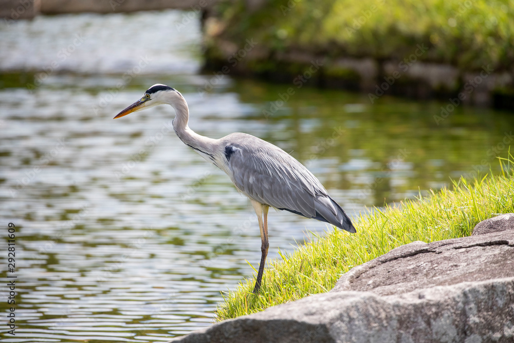 Naklejka premium Egrets in the park