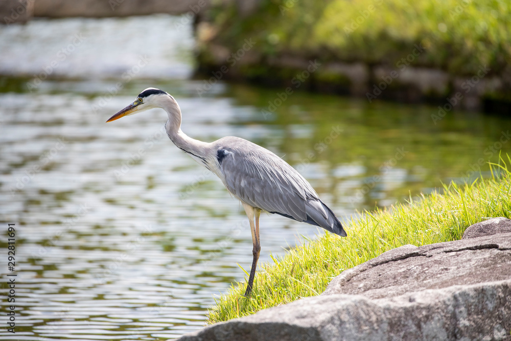 Naklejka premium Egrets in the park