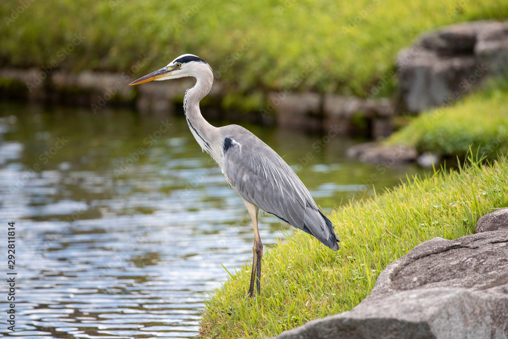 Fototapeta premium Egrets in the park