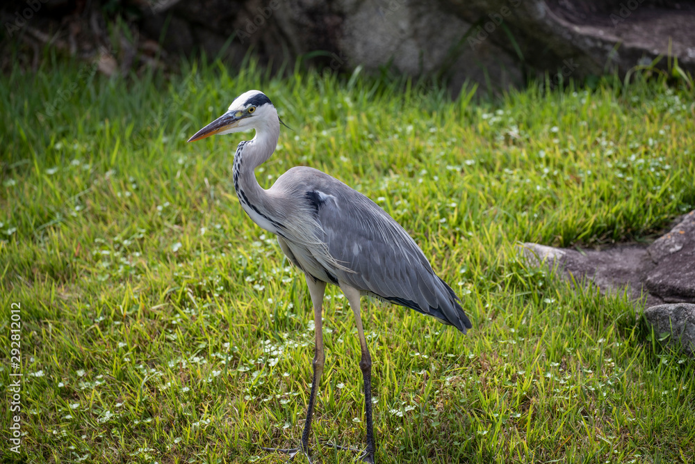 Fototapeta premium Egrets in the park