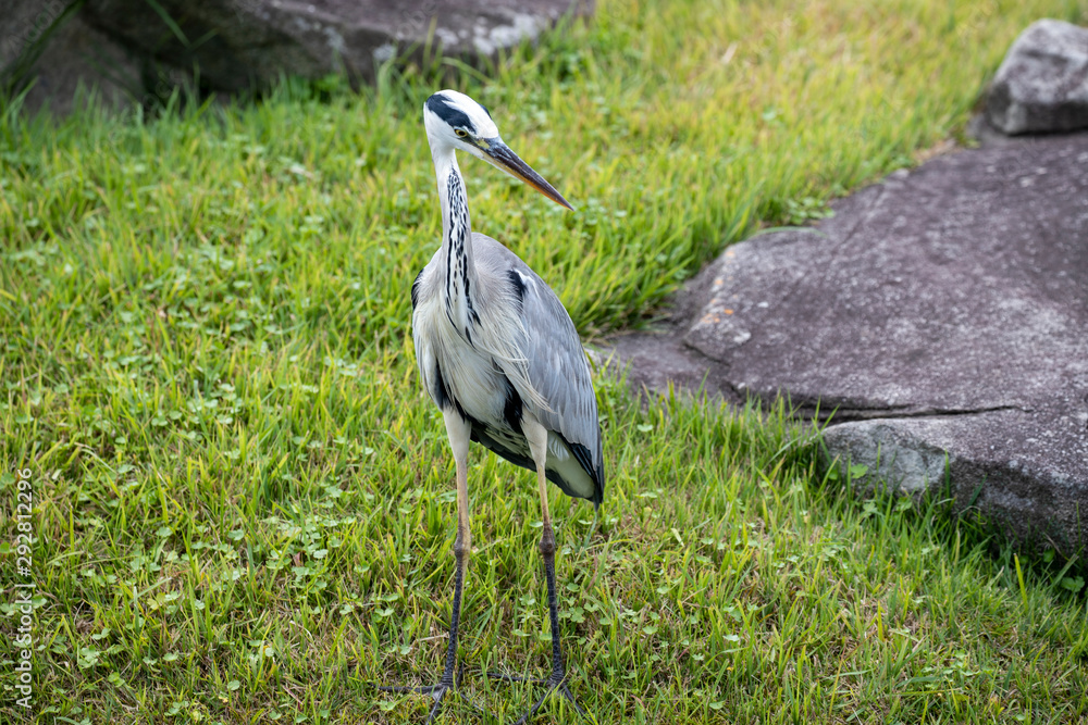 Fototapeta premium Egrets in the park