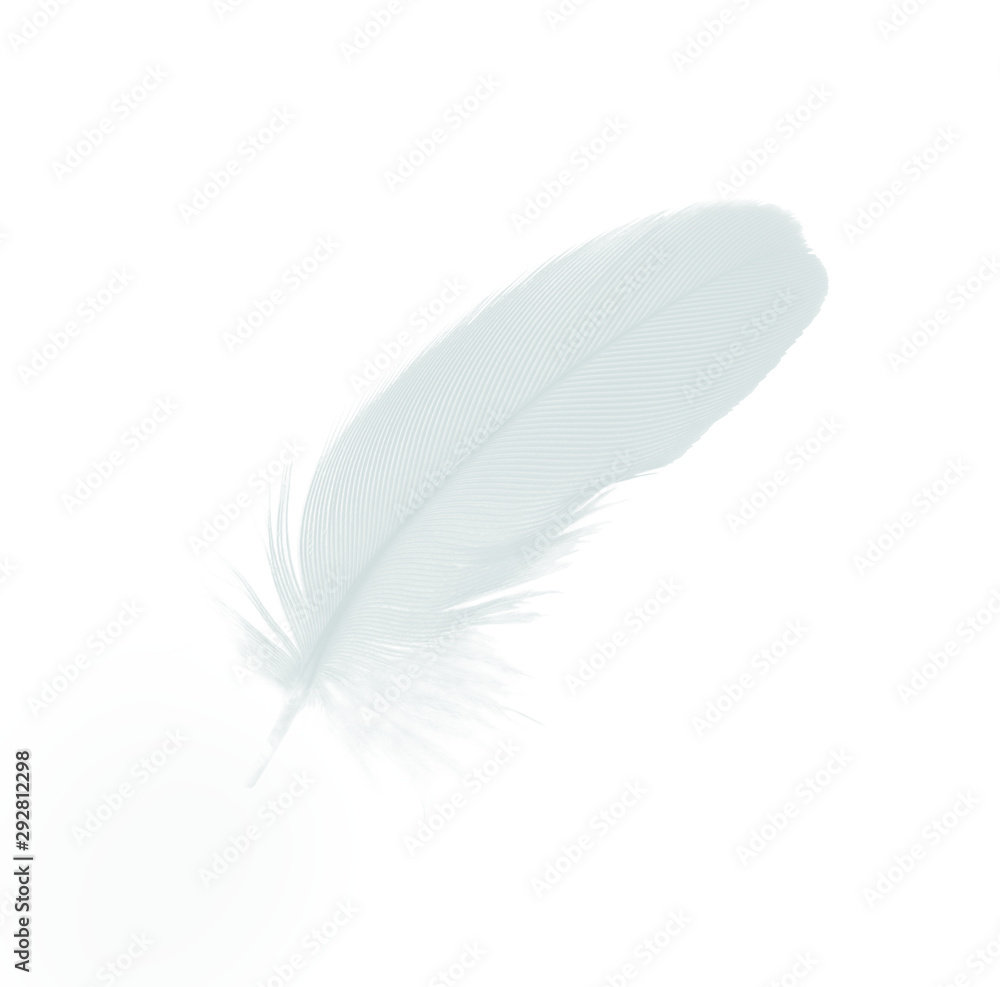 Obraz premium Beautiful white,baby blue colors tone feather isolated on white background