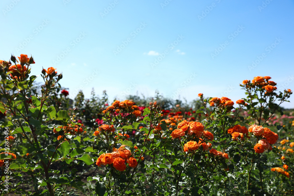 Bushes with beautiful roses outdoors on sunny day