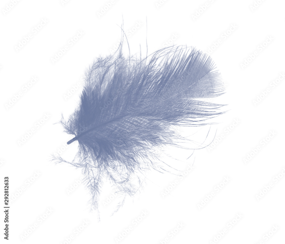 Beautiful  violet - blue slatecolors tone feather isolated on white background