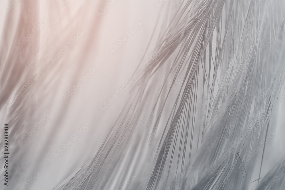 Obraz premium Beautiful black feather pattern texture background with Orange light