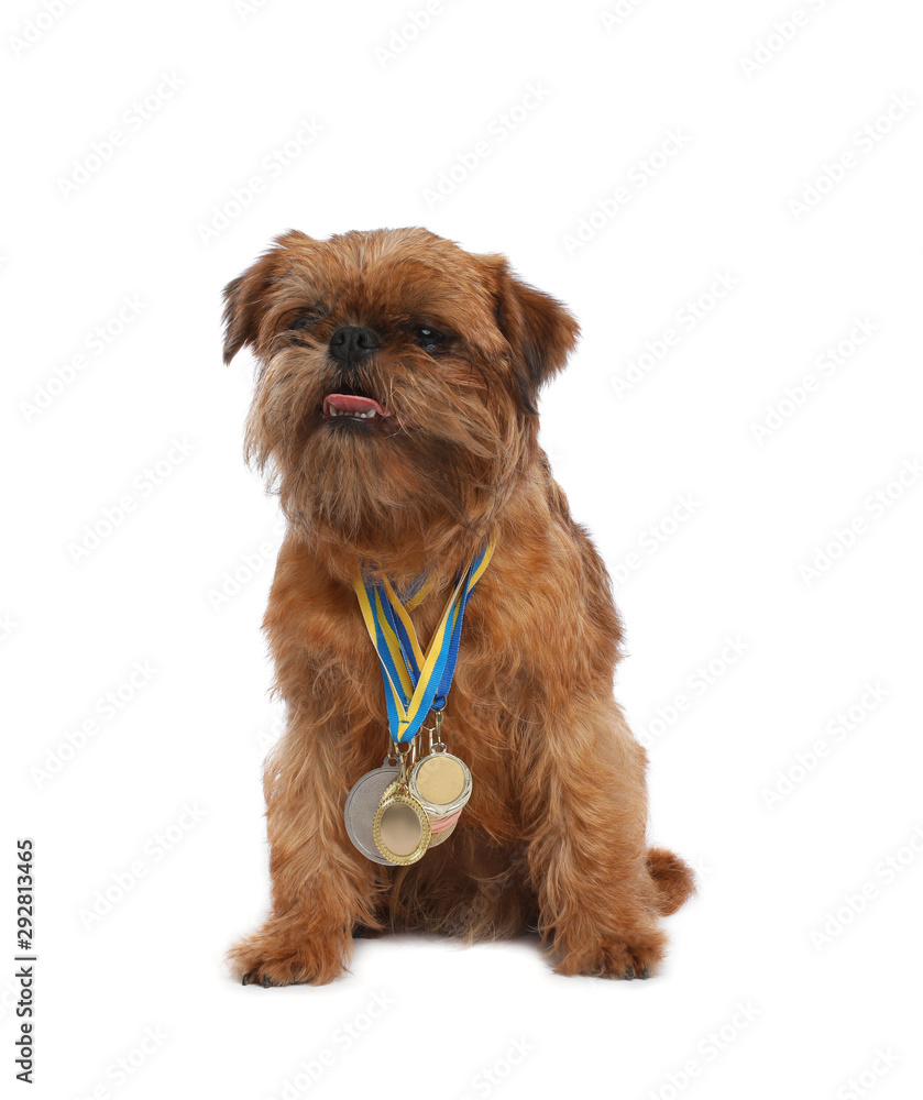 Cute Brussels Griffon dog with champion medals on white background Cute Brussels Griffon dog with champion medals on white background