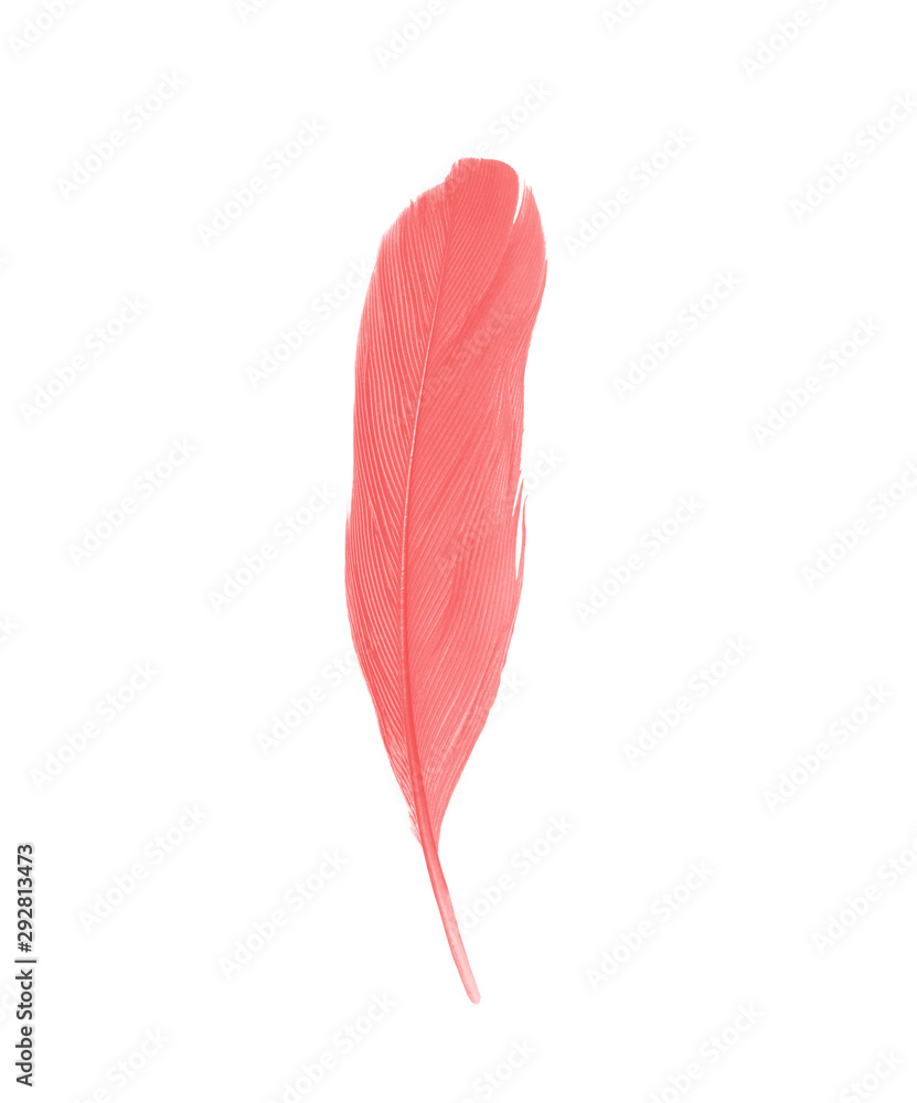 Beautiful red maroon feather isolated on white background