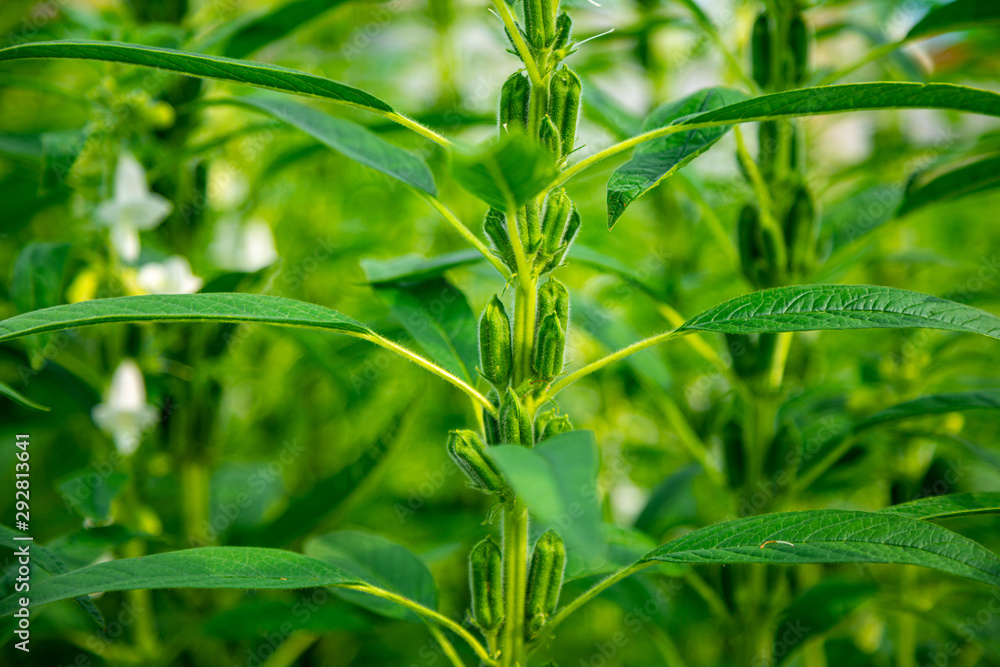 Sesame Field Landscape with Sesame Flowers Sesame Field Landscape with Sesame Flowers