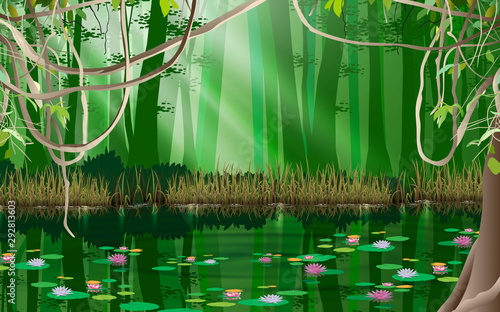 lotus in the swamp in jungle