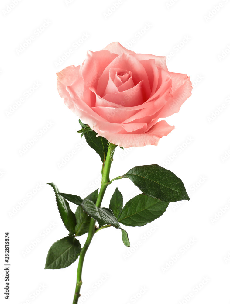 Beautiful blooming rose flower on white background Beautiful blooming rose flower on white background