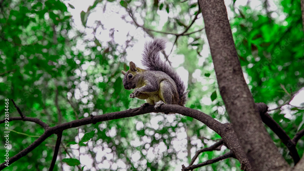  Squirrel in Mexico. An outgoing miracle that is not afraid to eat from hand