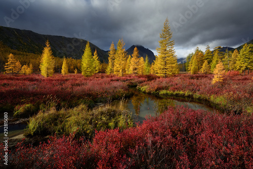 Golden autumn in the forest tundra of Kolyma,Magadan oblast, Russia