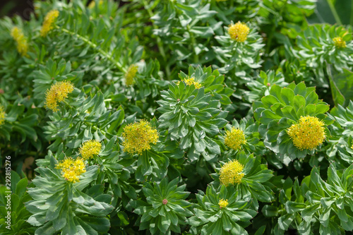 Medicinal plant Golden root. Blooming rich bushes of Rhodiola rosea, close-up. Blooming Rhodiola rosea. photo