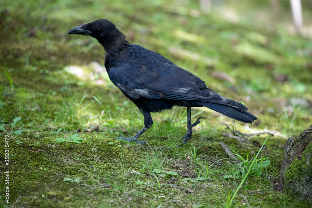Fototapeta premium Crow in the park