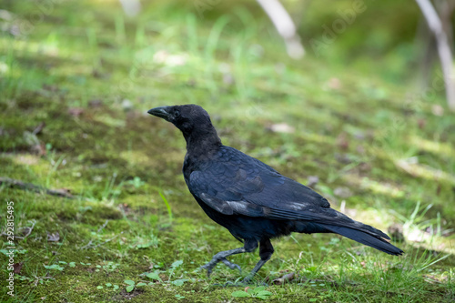 Crow in the park