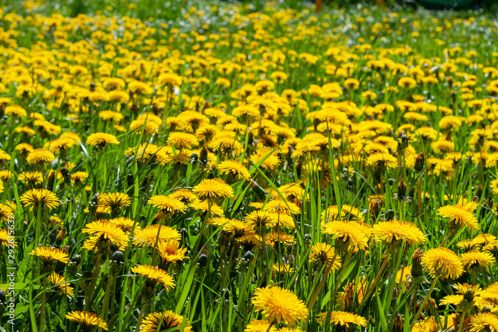 Bright yellow field of blooming dandelions on a spring day. Yellow flowering dandelions. Bright yellow field of blooming dandelions on a spring day. Yellow flowering dandelions.