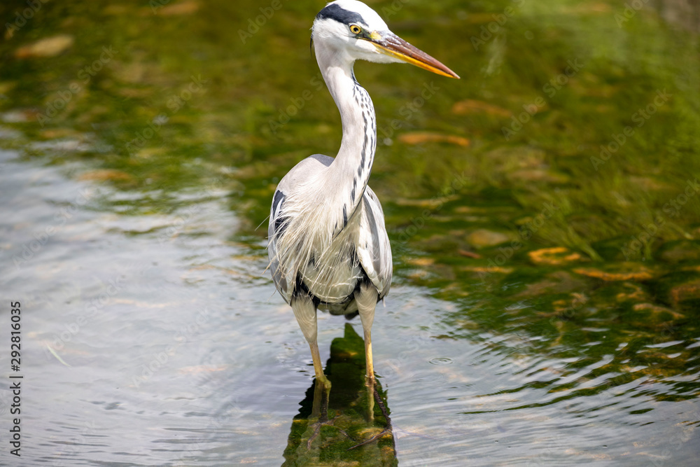 Fototapeta premium Egrets in the park