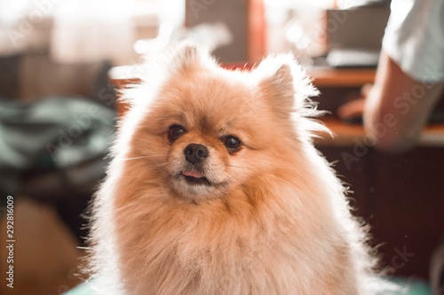 Pomeranian dog breed at home