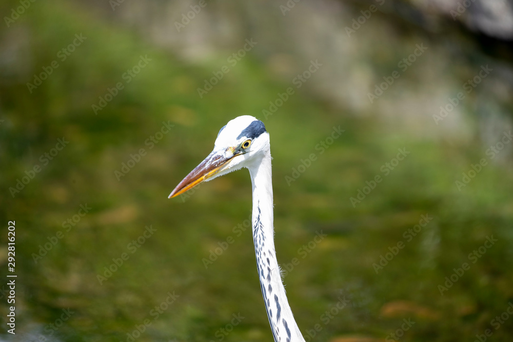 Fototapeta premium Egrets in the park