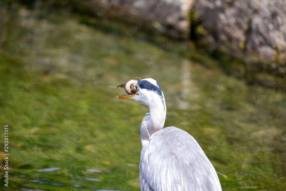 Naklejka premium Egret is hunting