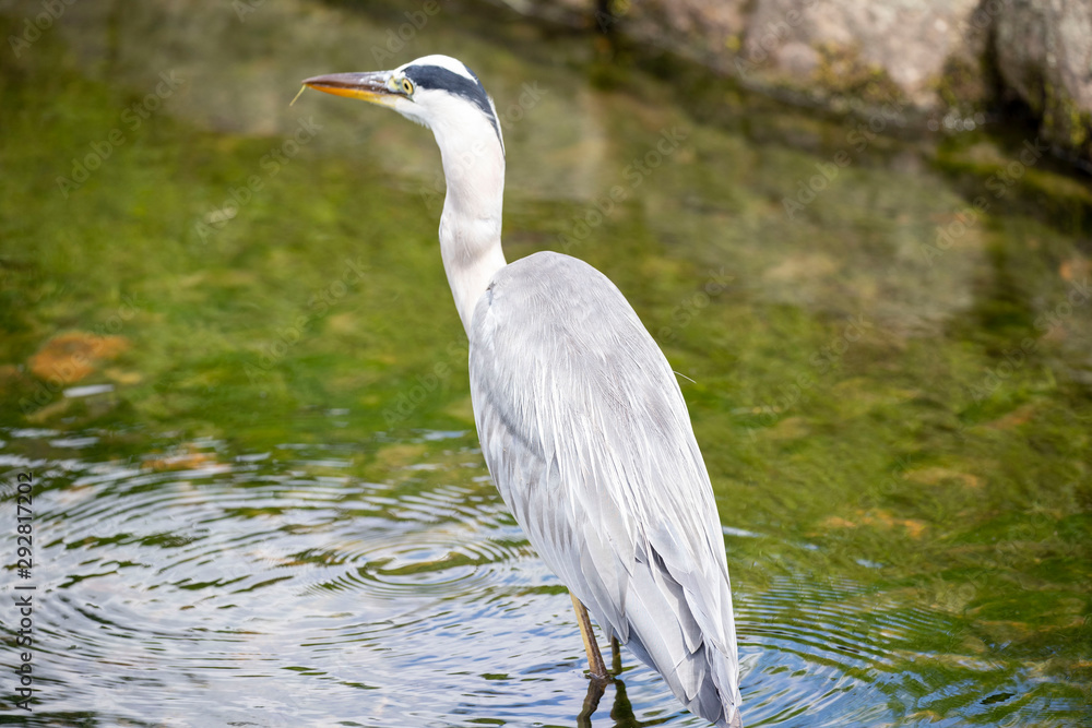 Egrets in the park Egrets in the park