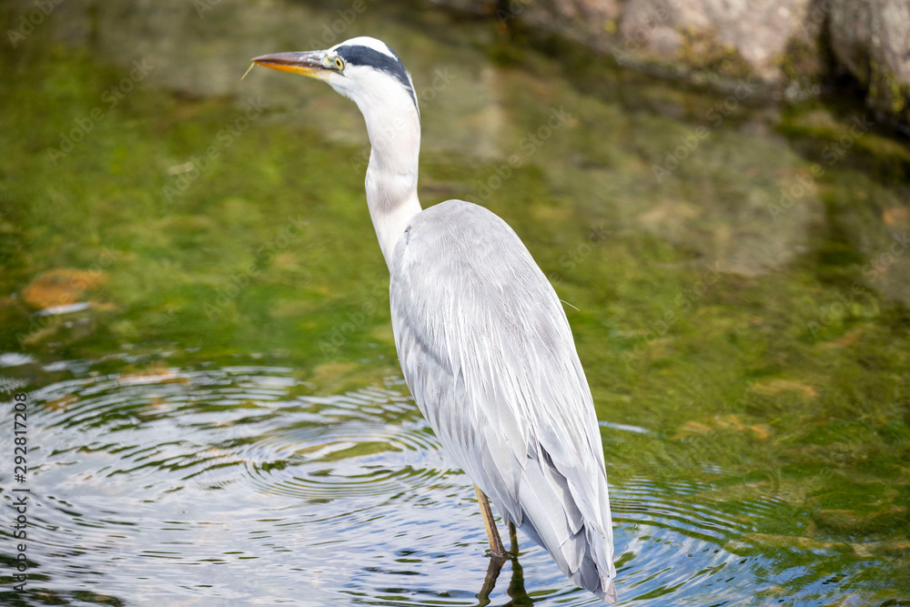 Fototapeta premium Egrets in the park