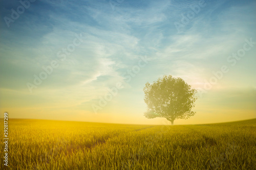 agriculture field at countryside at sunrise