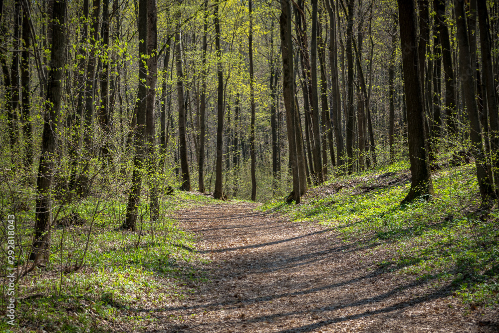 Fototapeta premium Spring