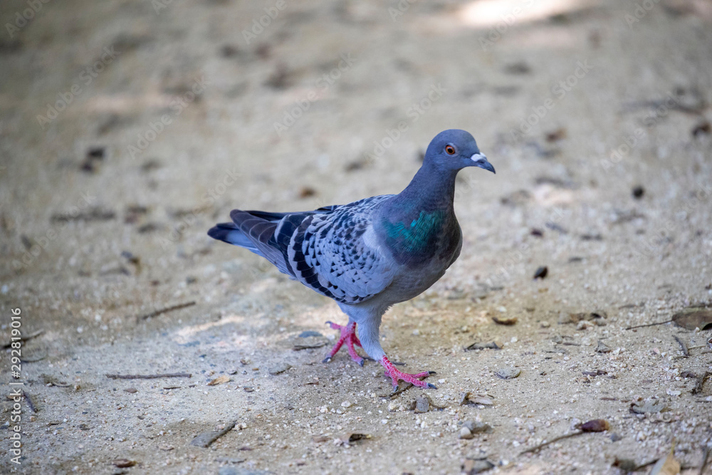 Pigeon in the park