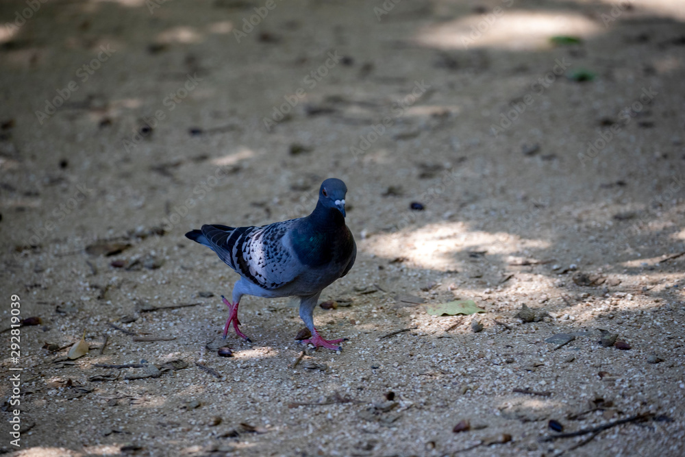 Obraz premium Pigeon in the park