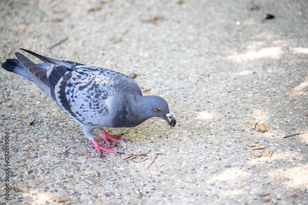 Obraz premium Pigeon in the park