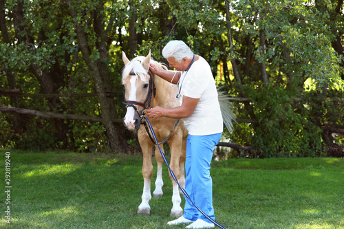 Senior veterinarian examining palomino horse outdoors on sunny day © New Africa