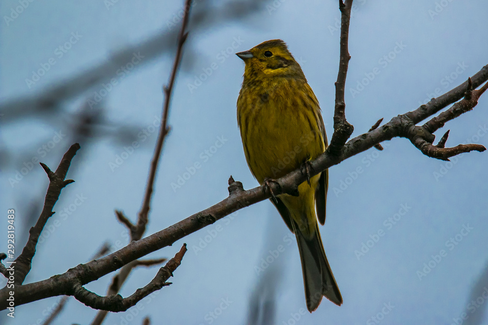 Fototapeta premium Spring