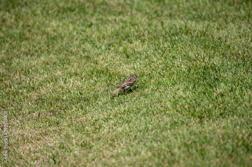 Sparrow in the park